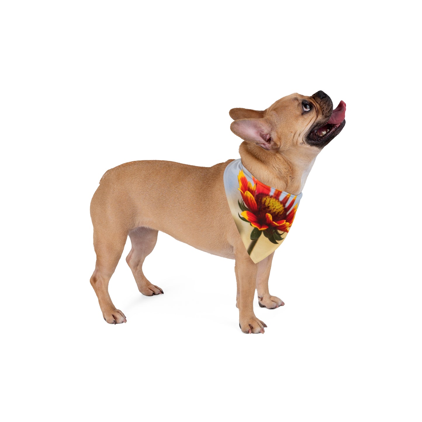 Floral Sunburst Pet Bandana — Yellow Red Gaillardia Dog Scarf