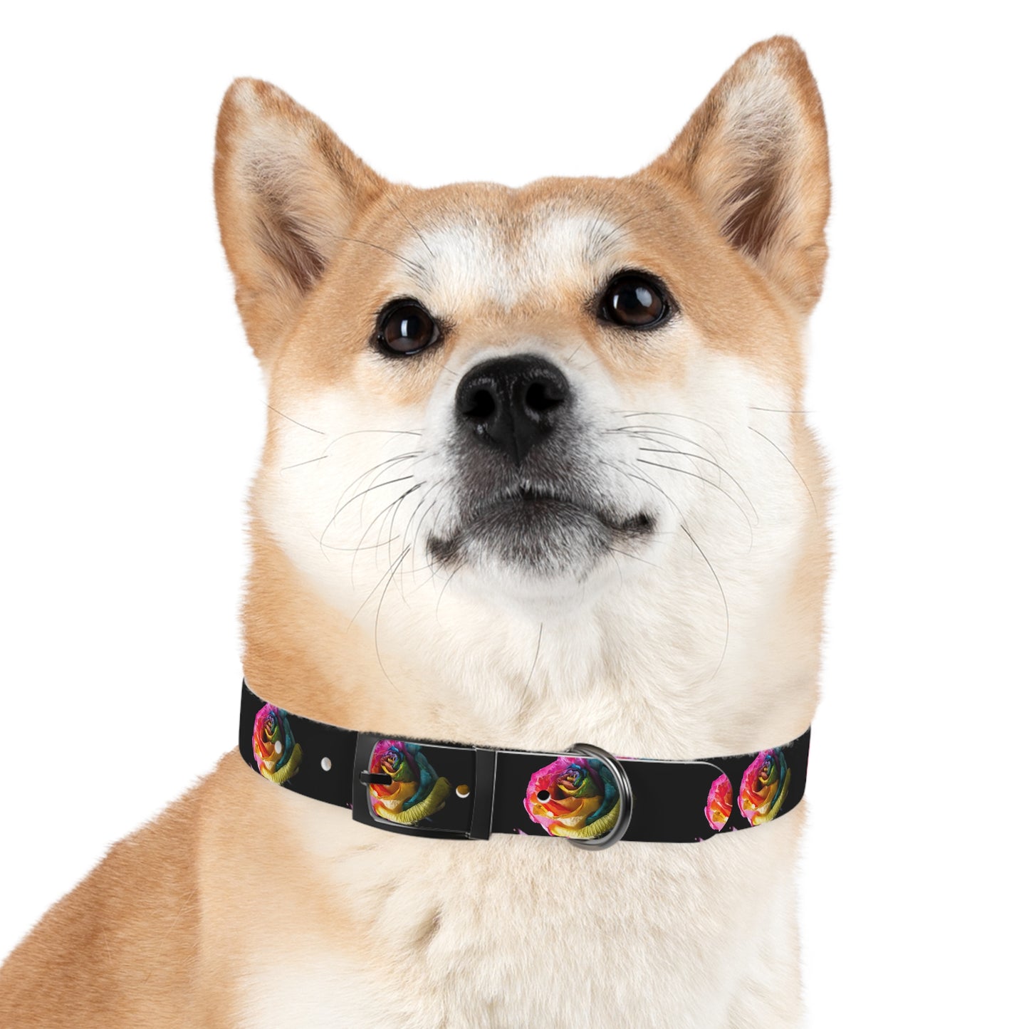 Rainbow Rose Dog Collar — Colorful Floral Pet Collar on Black