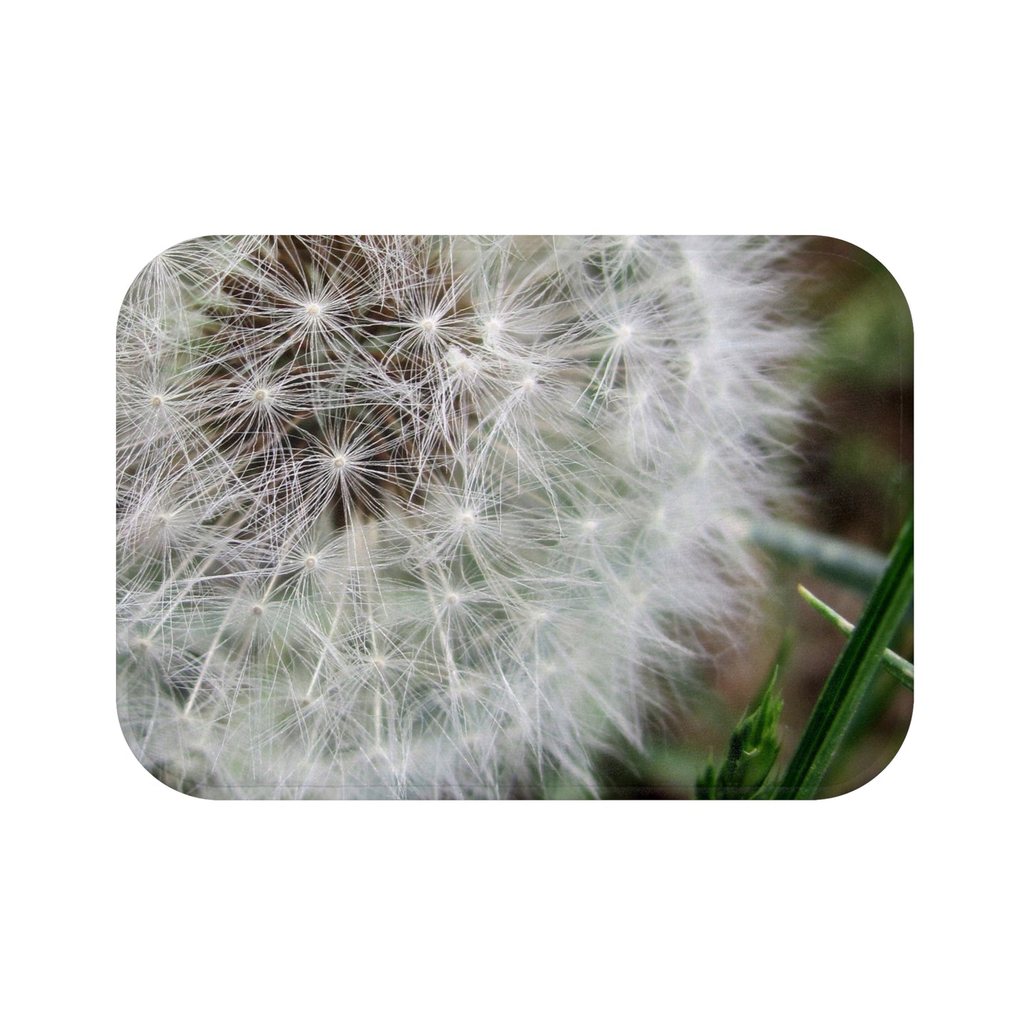 Dandelion Close-Up Bath Mat — Soft Botanical Nature Bathroom Rug