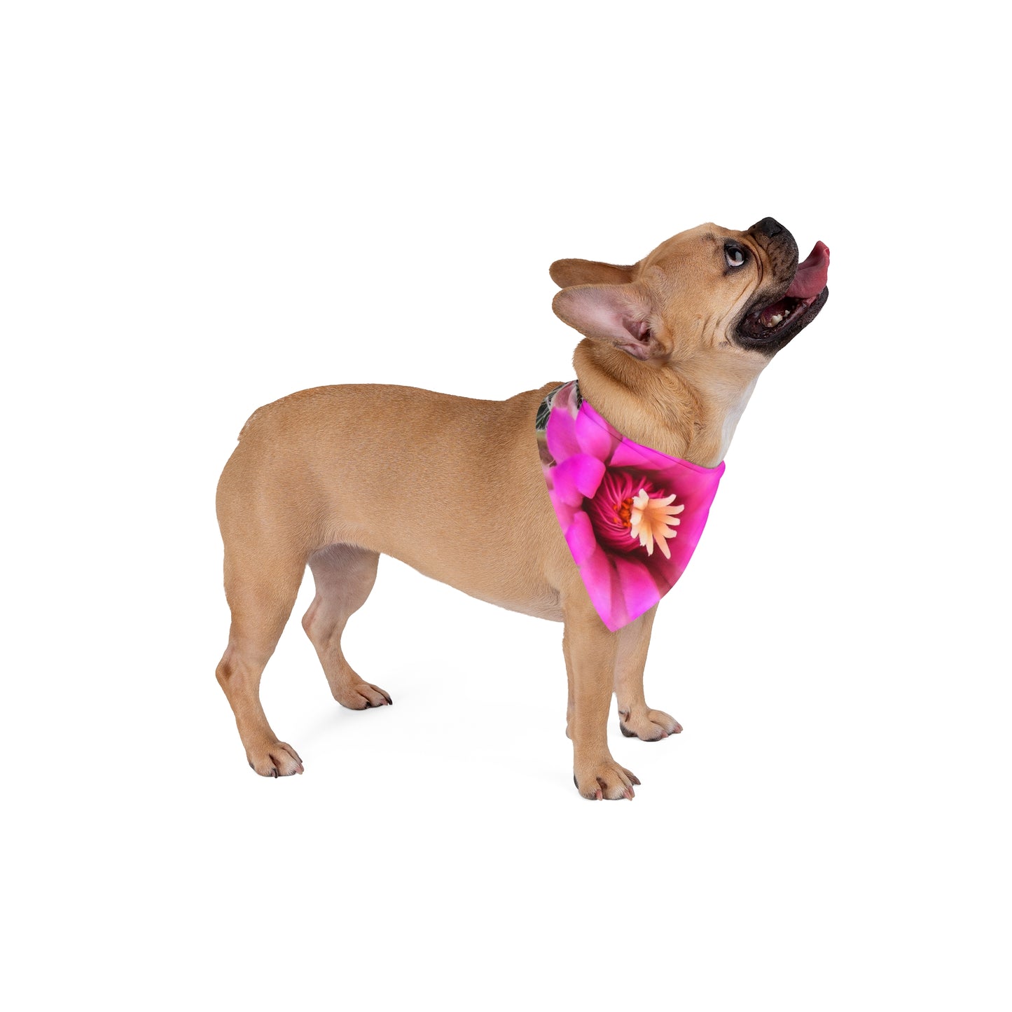 Pink Cactus Bloom Pet Bandana — Floral Dog & Cat Scarf