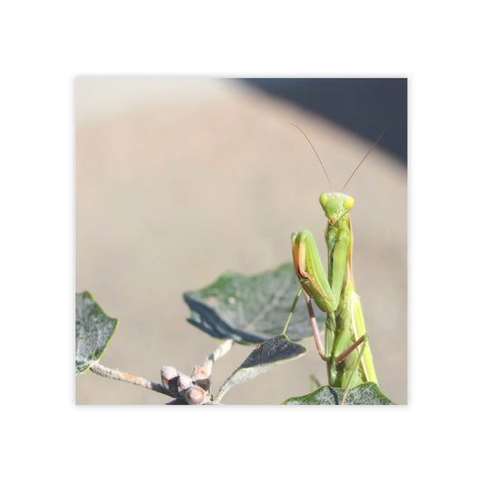 Praying Mantis Post-it® Note Pad – Cute Garden Insect Sticky Notes